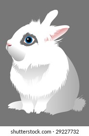 sitting white rabbit on gray solid background