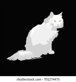 Sitting white Turkish Angora cat on black background