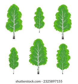 Six birch trees with summer green foliage on a square white isolated background. A set of trees. Individual objects. Seasons, summer. Nature and landscapes. Vector illustration.
