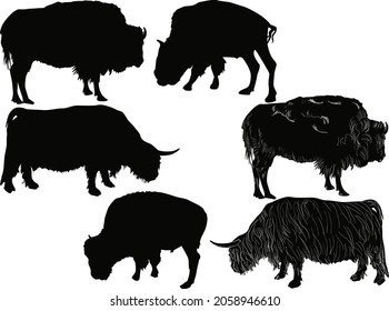 six bisons and bulls isolated on white background