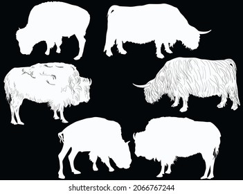 six bisons and bulls isolated on black background