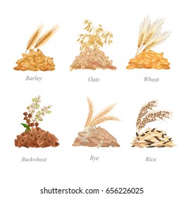 Six cereals batches with their plants near it / There are barley, oats, wheat, buckwheat, rye and rice grains in batches
