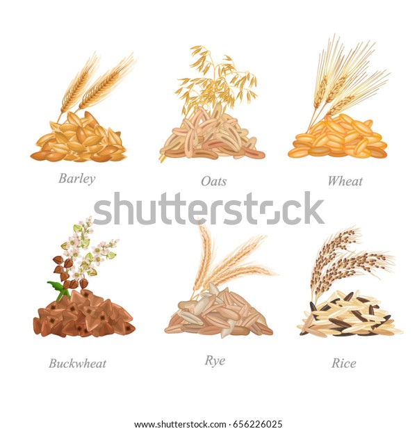 穀類は6つのバッチに植物が付いている 大麦 オート麦 小麦 ソバ ライ麦 米穀類がバッチで並んでいる のベクター画像素材 ロイヤリティフリー