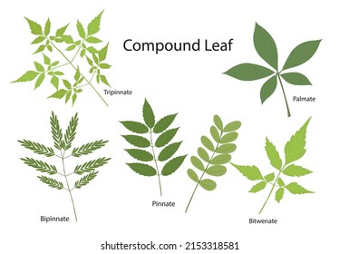 Six different kinds of compound leaf formations. Isolated in white.