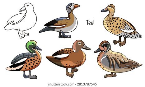 Six different teal ducks are hand-drawn. They are wild ducks with short necks and narrow bills. Their plumage is brown, featuring various colored accents, spots, and shades.