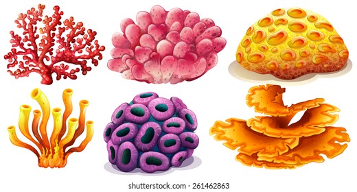 Six  different type of colorful coral reef