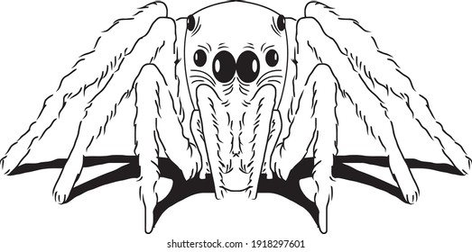 Six Eyes Spider Line Art - Black And White