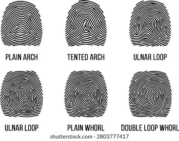 Six Fingerprint Types Set — Plain Arch Tented Arch Ulnar Loop Plain Whorl Double Loop Whorl Black Vector Forensic Biometric Identity Chart