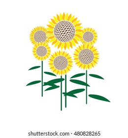 Six flat sunflowers on a white background