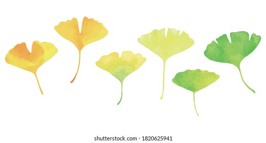 Six Ginkgo leaves. Watercolor, green to yellow gradation of color.