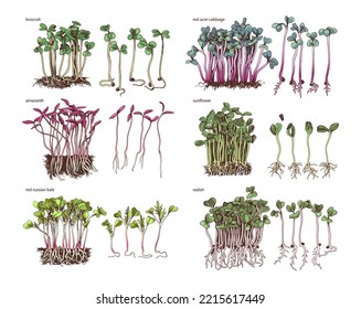 Six hand drawn fresh microgreens sprouts
