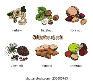 six kinds of nuts. vector sketches. handmade