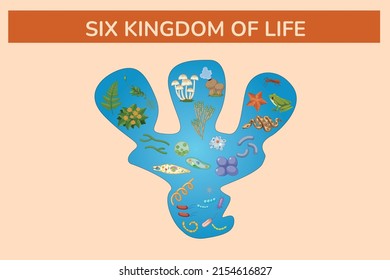 Six kingdom of life vector illustration