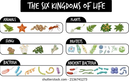 The six kingdoms of life illustration