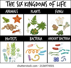 The six kingdoms of life illustration