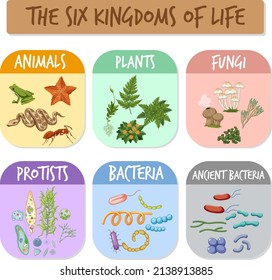 The six kingdoms of life illustration