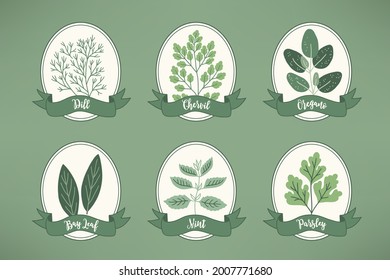Six labels with culinary herbs - dill, chervil, oregano, bay leaf, mint, parsley on green background. Vector illustration