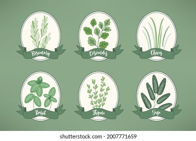 Six labels with culinary herbs - rosemary, coriander, chives, basil, thyme, sage on green background. Vector illustration