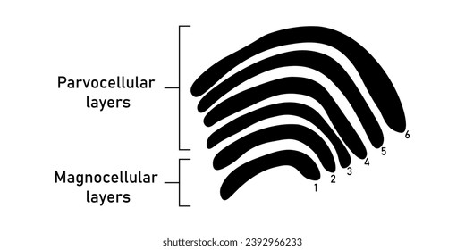 Seis capas en el núcleo geniculado lateral. Capas magnelulares y capas parvocelulares. Recursos científicos para profesores y estudiantes.