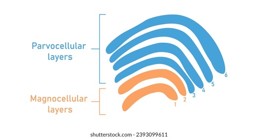 Seis capas en el núcleo geniculado lateral. Capas magnelulares y capas parvocelulares. Recursos científicos para profesores y estudiantes.