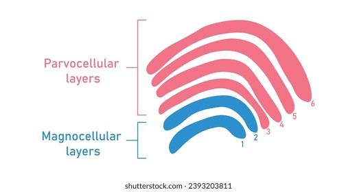 Seis capas en el núcleo geniculado lateral. Capas magnelulares y capas parvocelulares. Recursos científicos para profesores y estudiantes.