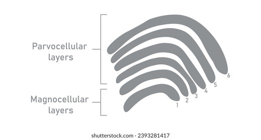 Seis capas en el núcleo geniculado lateral. Capas magnelulares y capas parvocelulares. Recursos científicos para profesores y estudiantes.