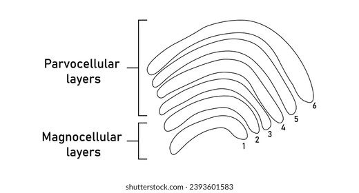 Seis capas en el núcleo geniculado lateral. Capas magnelulares y capas parvocelulares. Recursos científicos para profesores y estudiantes.