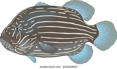 Six Lined Grouper Vector Illustration