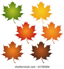 Six maple leaves on white vector