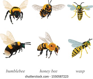 Six poses of bumblebees, bees and wasp insects