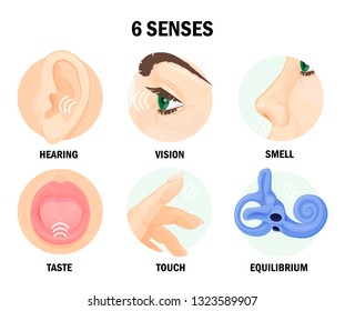 Six sense organs of human body with names. Eyes, ears, tongue, skin, and nose. Vector flat style cartoon sense illustration isolated on white background