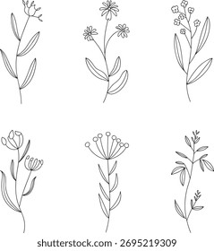 Six simple line drawings of botanical plants illustration