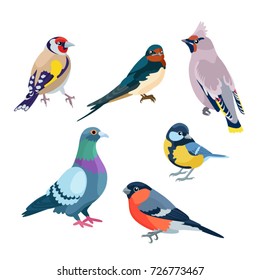 Six sitting birds: goldfinch, swallow, waxwing, pigeon, bullfinch and titmouse
