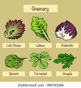 Six type of salad