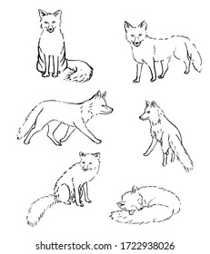 Six vector ink sketches of a fox in different poses isolated on a white background.