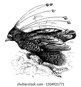 Six wired Bird of Paradise having two lateral tufts from each of which spring three wires terminating in small black discs, vintage line drawing or engraving illustration.
