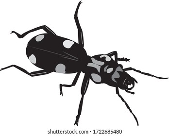 Six-spotted Ground Beetle, Anthia sexguttata