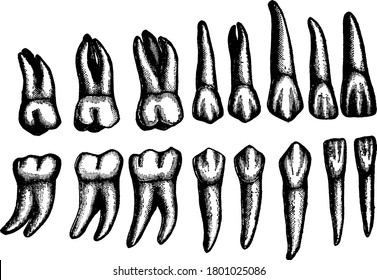 Sixteen different type permanent teeth are shown, these teeth replace the temporary teeth, vintage line drawing or engraving illustration.