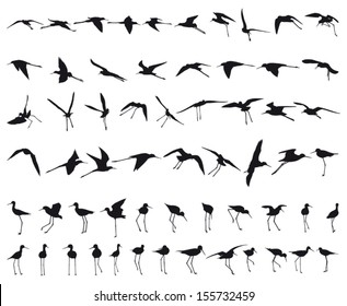 Sixty Black-winged Stilts flying and standing black silhouettes