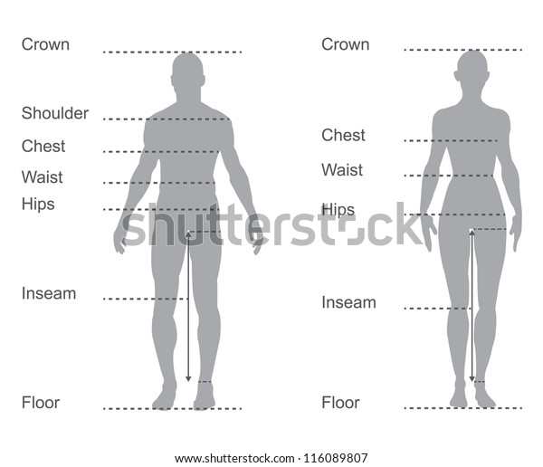 Size Chart Measurement Diagram Male Female Stock Vector Royalty
