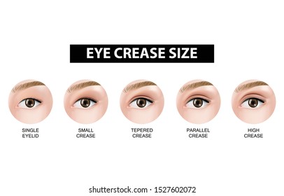 Size of eyelid crease vector illustration