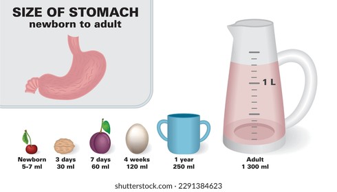 El tamaño del estómago en edad de crecimiento. Del recién nacido al adulto. Aislado. Ilustración vectorial.
