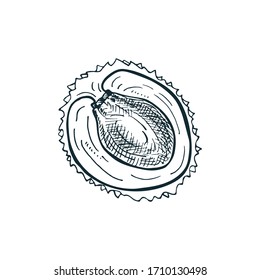 Lachs in zwei Hälften schneiden, einzeln auf weißem Hintergrund. Vektorillustration handgezeichnet.