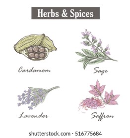 Skech spice and herbs. Set. Vector illustration.