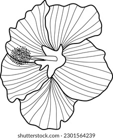 Skecth of Hibiscus Flower Illustration