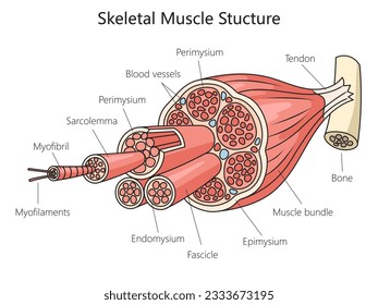 Estructura del músculo de la anatomía esquelética diagrama médico ilustración esquemática vectorial. Ilustración de la ciencia médica