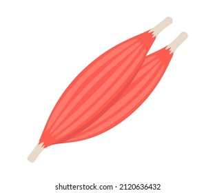Skeletal Fiber Biceps Muscle, Structure Muscle Of Human Body. Red Inside Tissue Of People. Vector Illustration