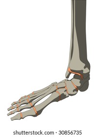skeletal foot