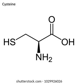 Skeletal formula of Cysteine. amino acid molecule. 	
