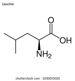 Skeletal formula of Leucine. Amino acid molecule